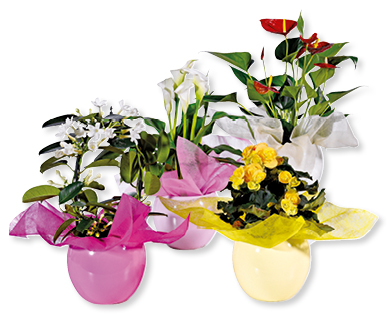 Plante à fleurs dans un pot arrondi