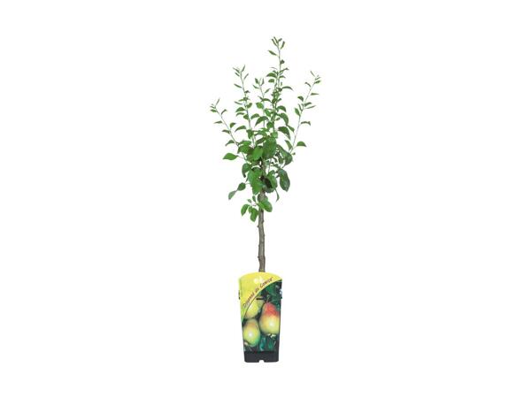 Minifrugttræ