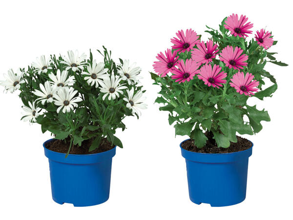 Osteospermum (Kapmargerite)