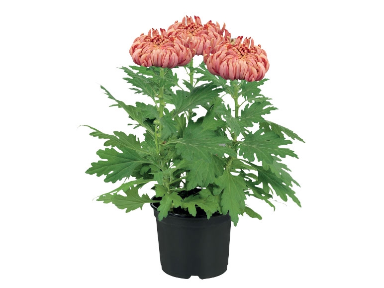 Chrysanthemums
