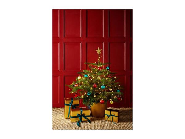 Pot Grown Christmas Tree
