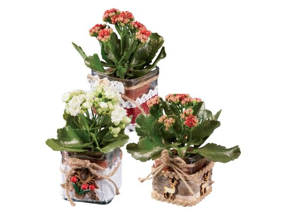 Kalanchoe