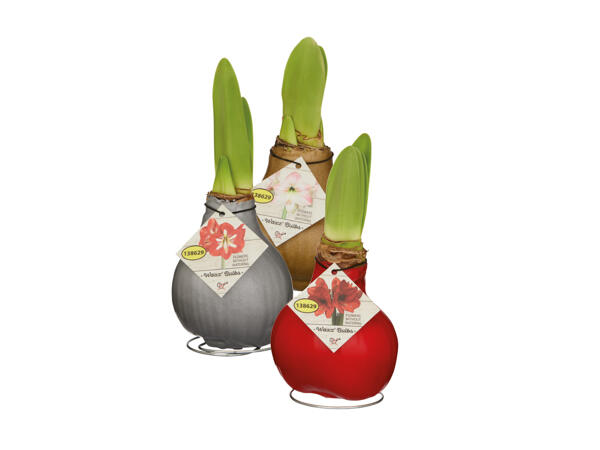Amaryllis, vaxad