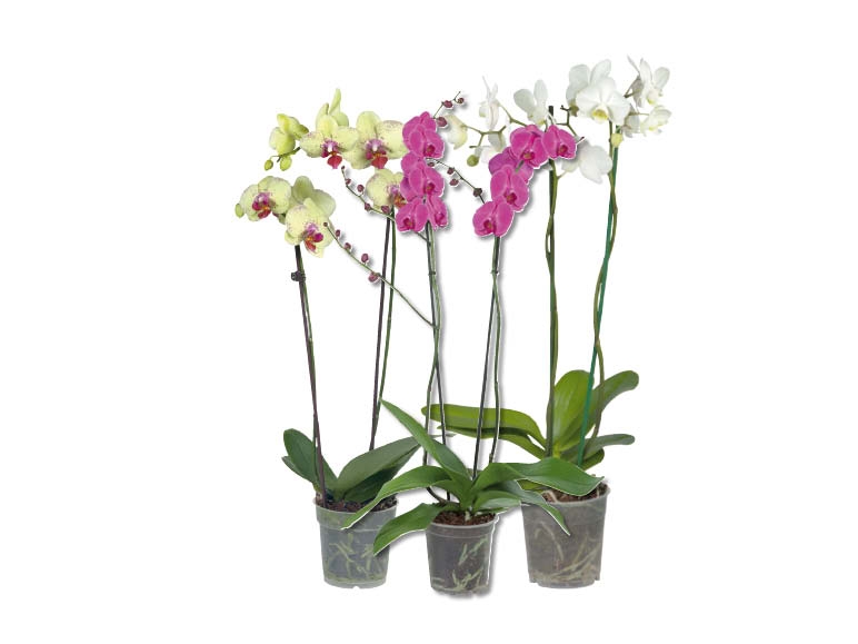 Phalaenopsis 2 tiges (dès 25.2.)