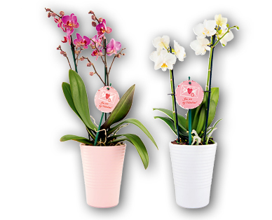 Orchidée