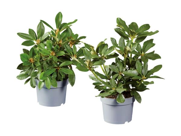 Rhododendron