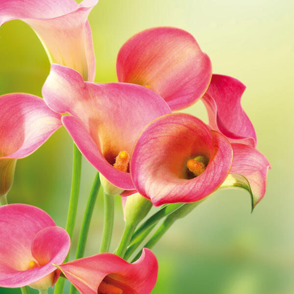 Calla "Zantedeschia"