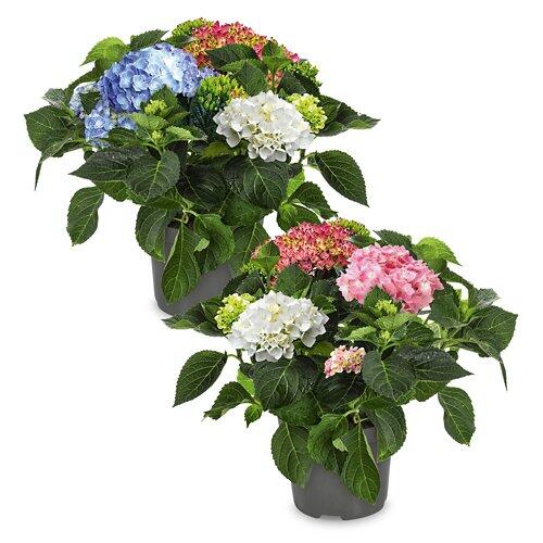 Hortensie Tricolor*