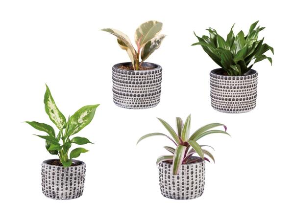 Grøn plante i keramik