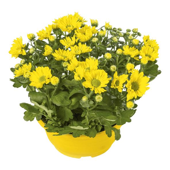 Chrysanthème