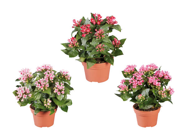 Bouvardia Bellevardia