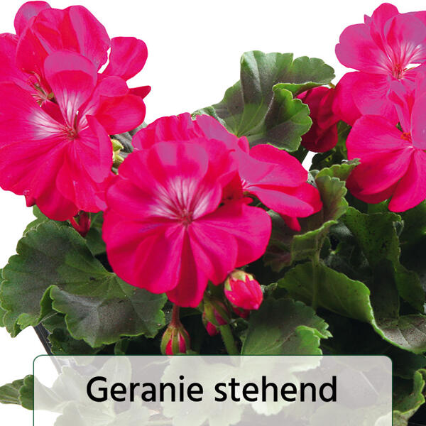 Geranien / Fuchsien