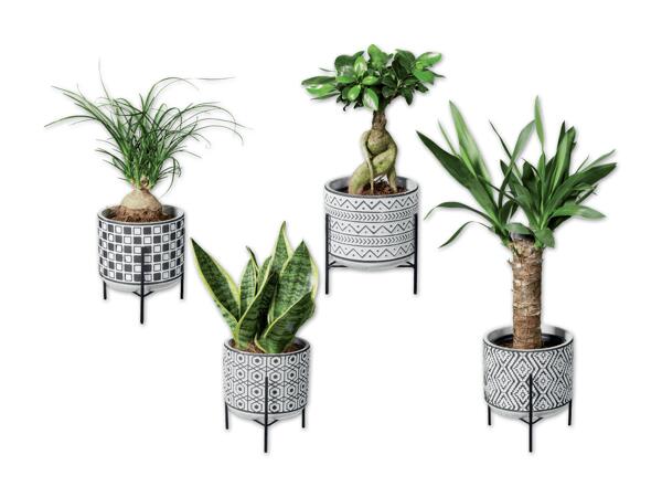 Easy Care Pflanze in Keramik mit Metallgestell