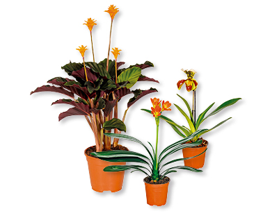 Plante fleurie rare