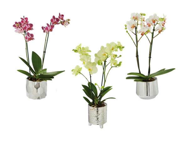 Phalaenopsis in vaso di ceramica decorato