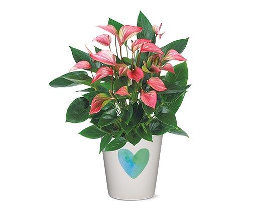 5" Anthurium