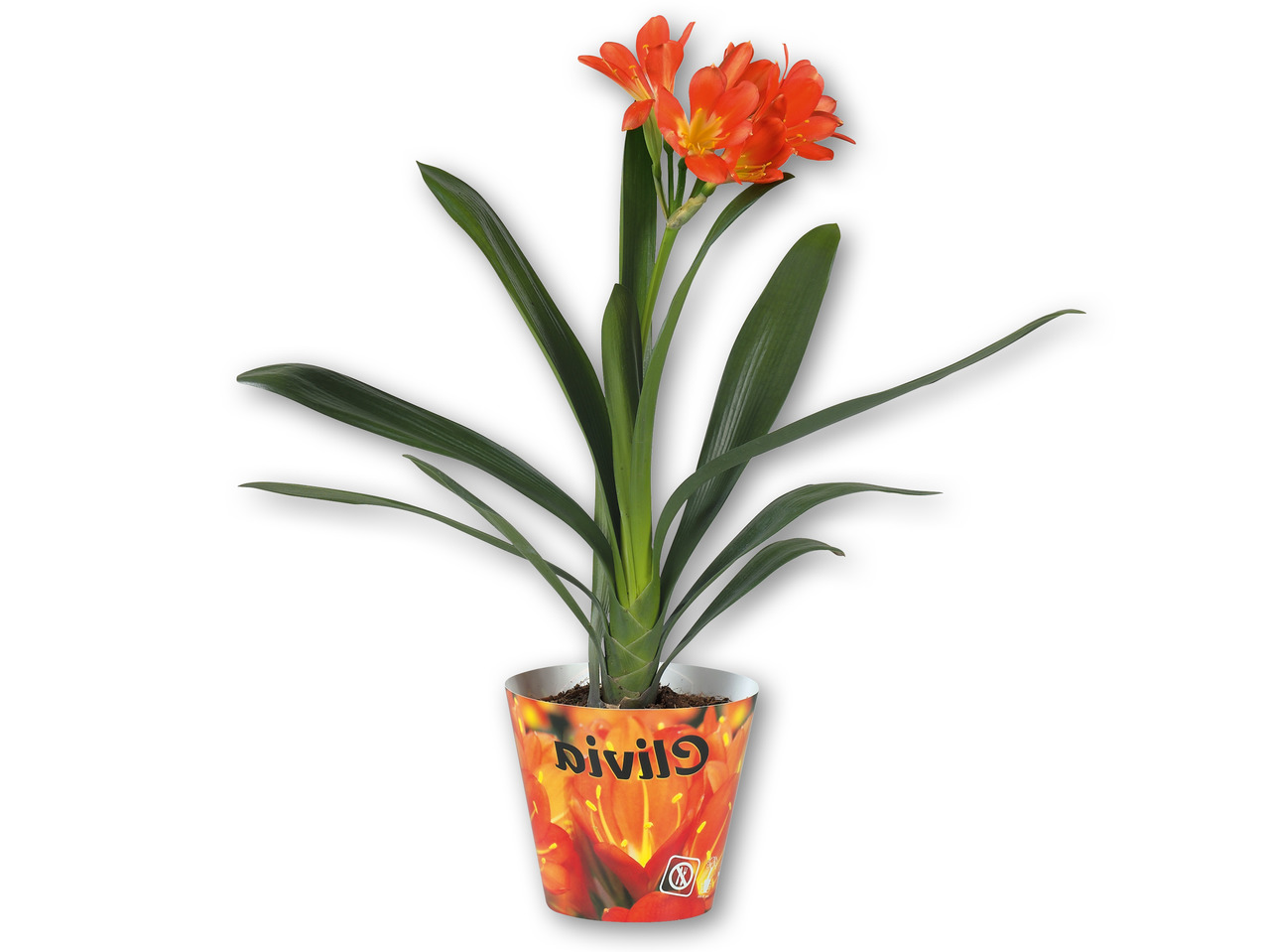 Clivia Miniata
