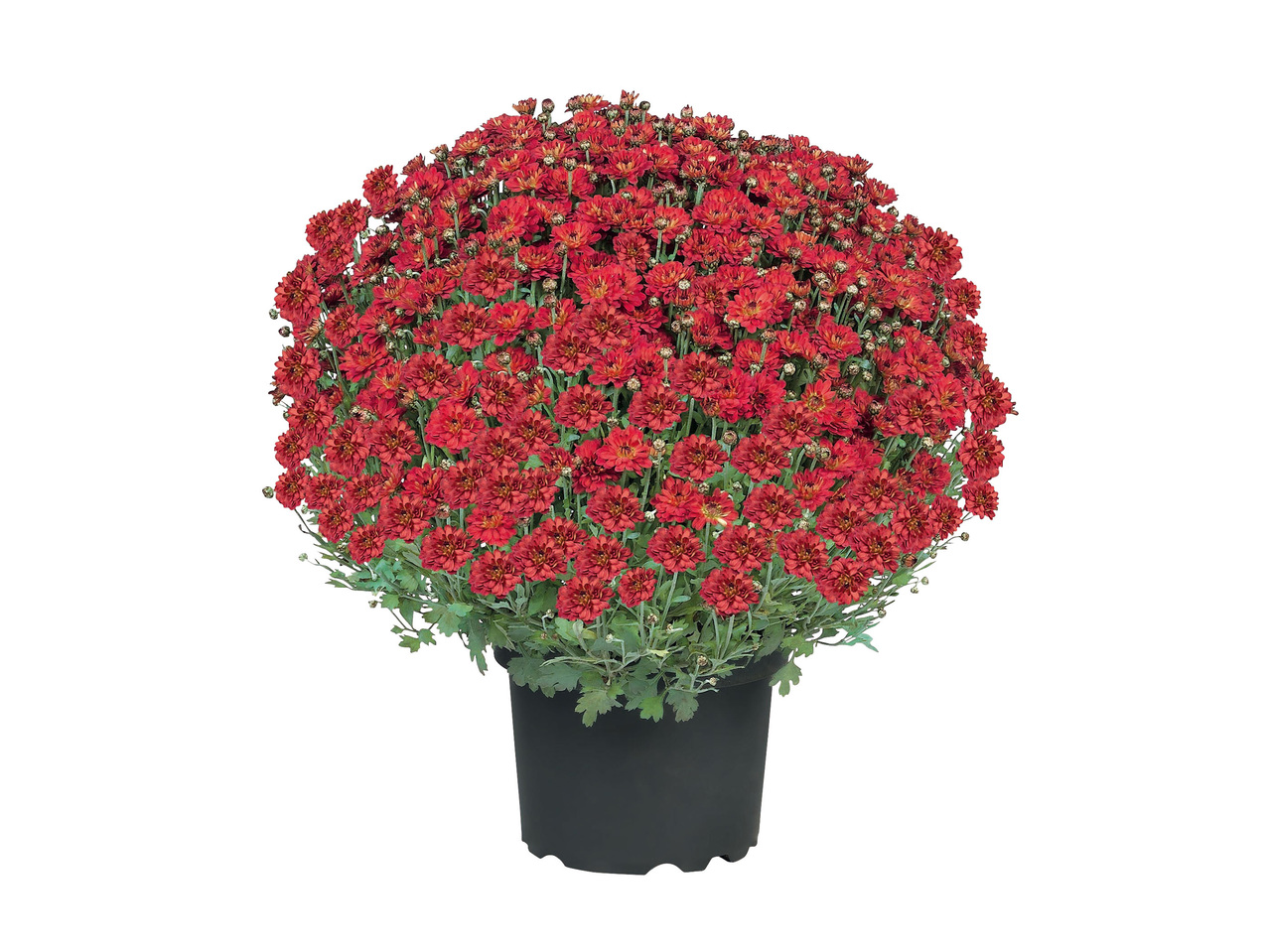 Chrysanthème décoratif ou arbustif