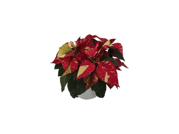 Poinsettia