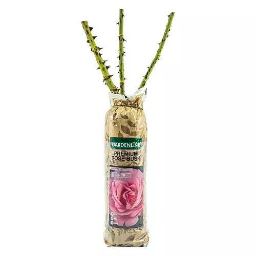 Premium Rose Bush - Assorted Varieties