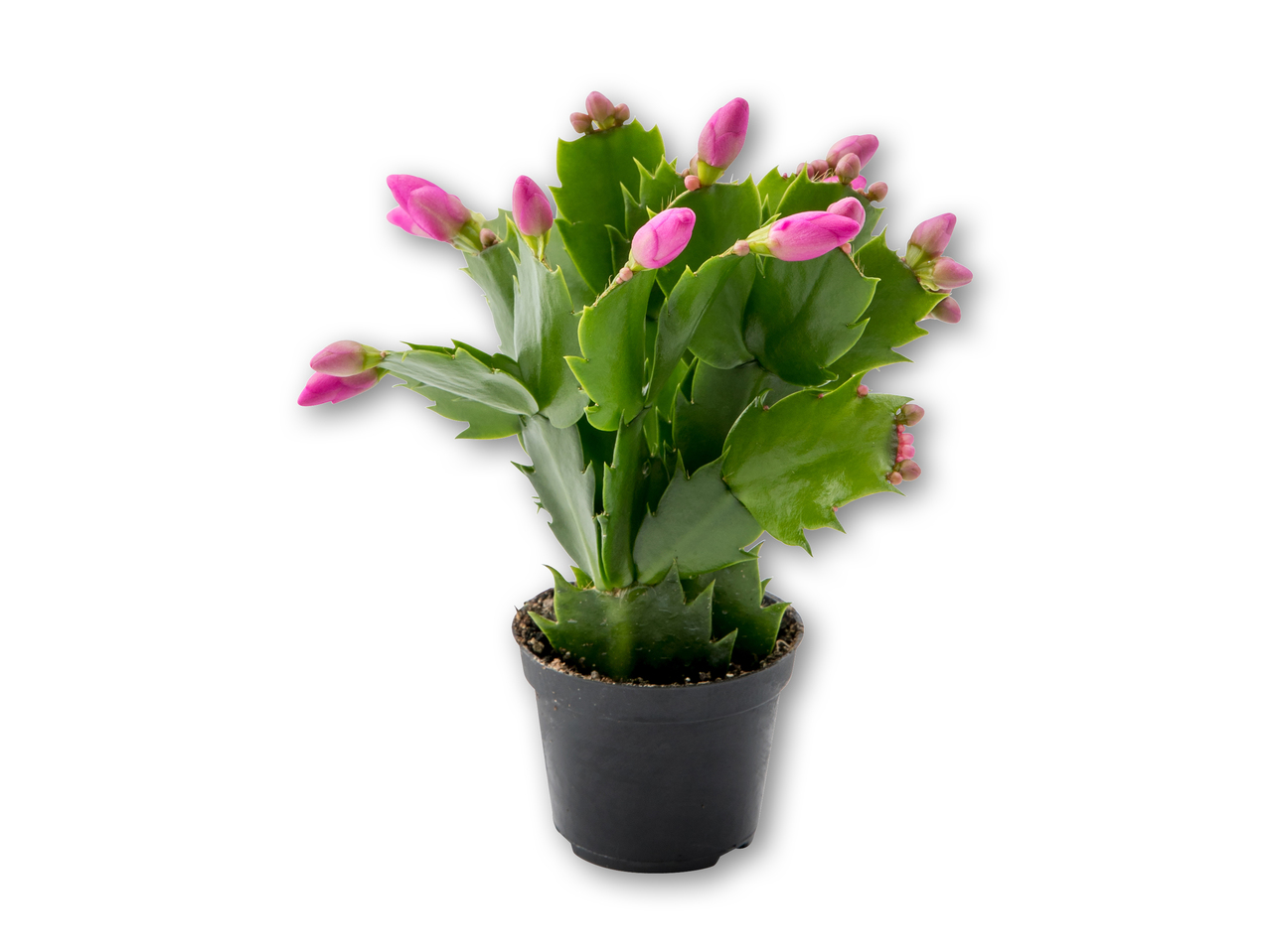 Schlumbergera
