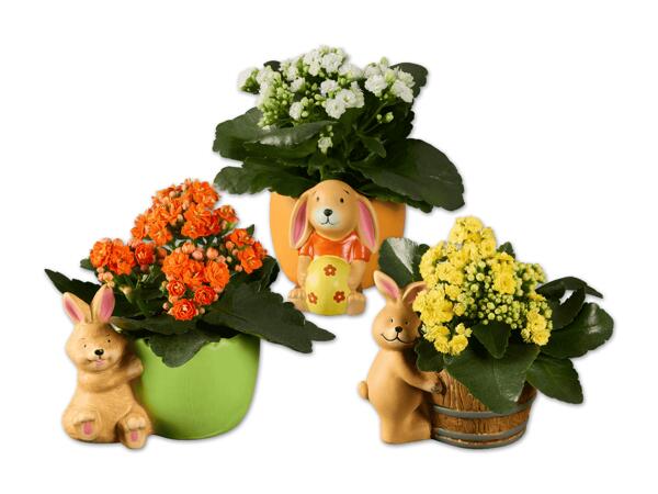 Keramikosterhase mit Kalanchoe