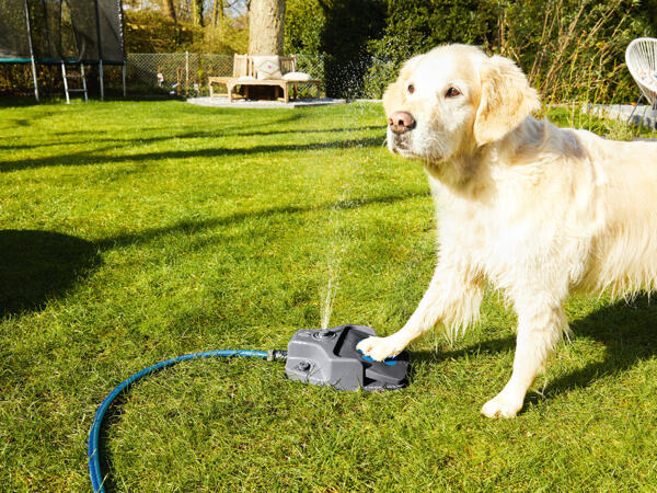 Step-On Dog Water Fountain