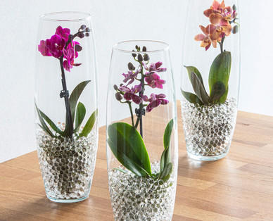 Mini-Orchidee im Glas