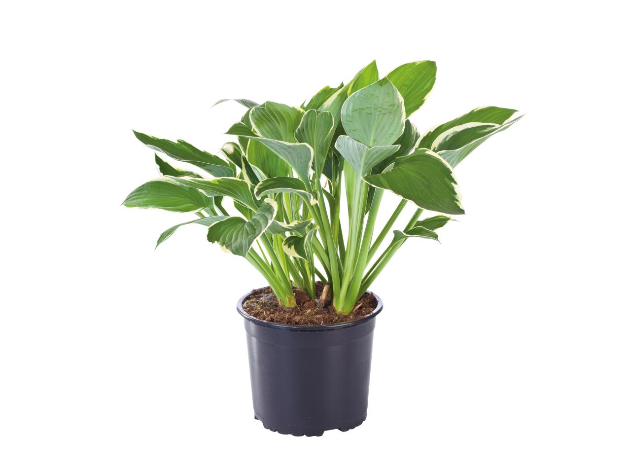Hosta1