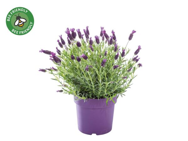 Large Lavender