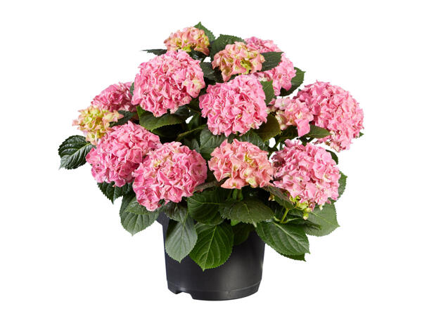 Hortensia de jardin