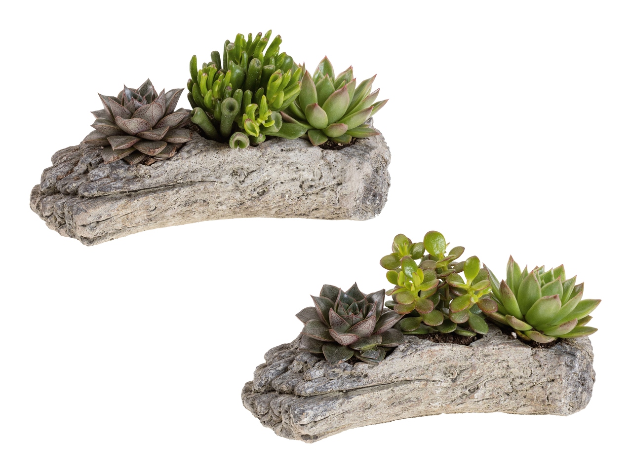 Piante succulente wood style