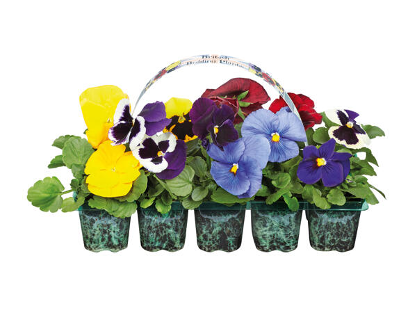 British Bedding Plants