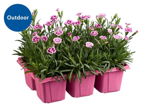 Dianthus Pink Kisses