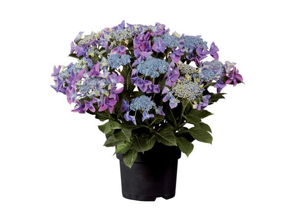 Havehortensia