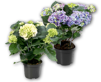 Hortensias en pot