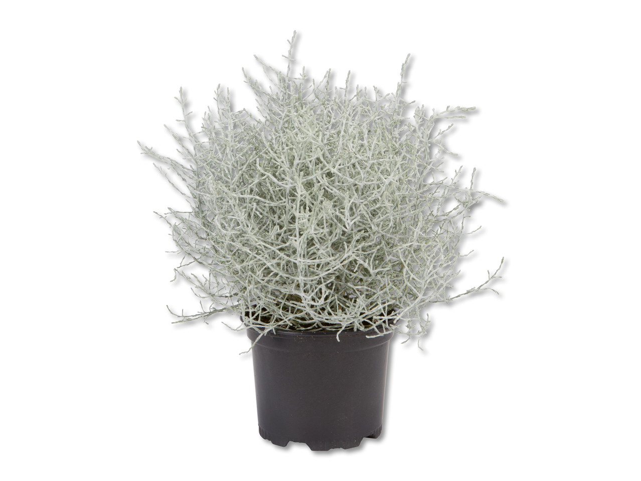 Calocephalus brownii
