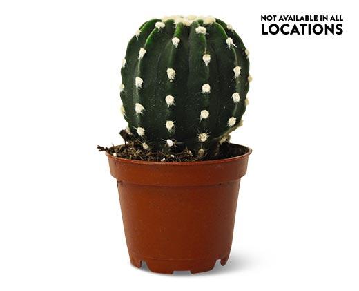 Graft or Fairy Castle Cactus