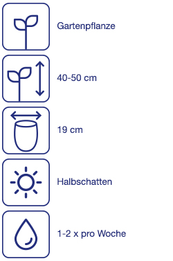 Gartenhortensien