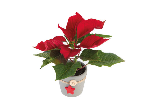 Mini Poinsettia with Pot