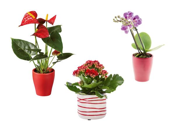 Mini plante à fleurs dans un pot en céramique