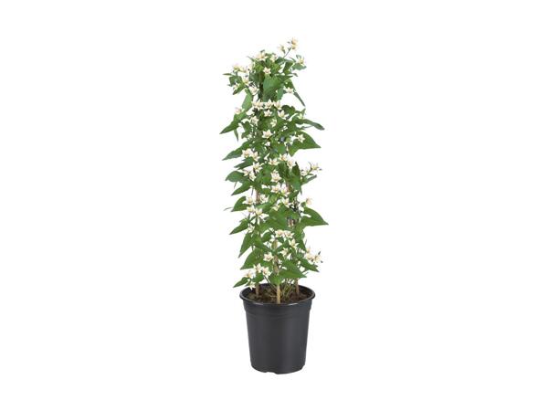Morelle faux jasmin en colonne