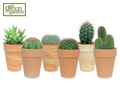 Cacti and Succulents
