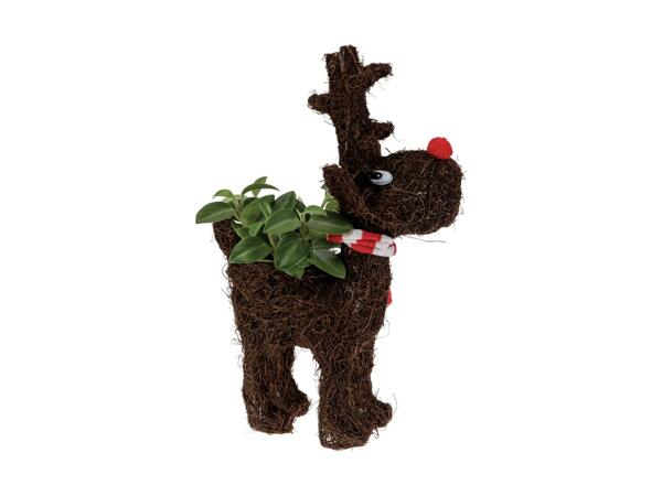 Decorative Reindeer Plant