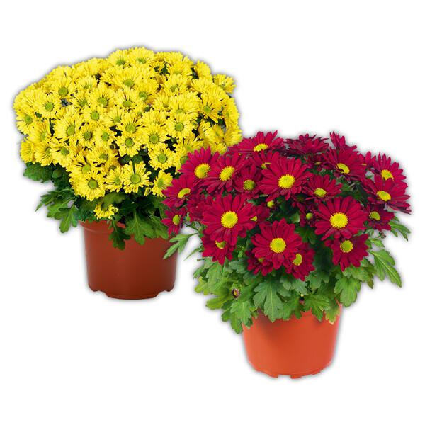Chrysantheme