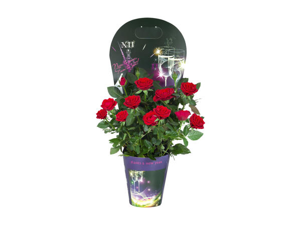 Flowering Plants in Decorative Packs