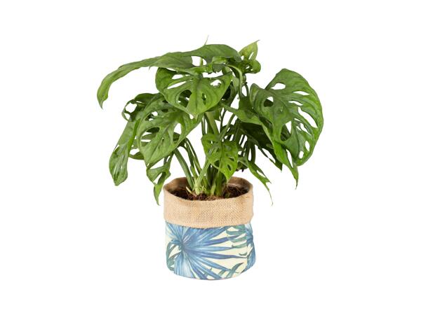 Green Plants