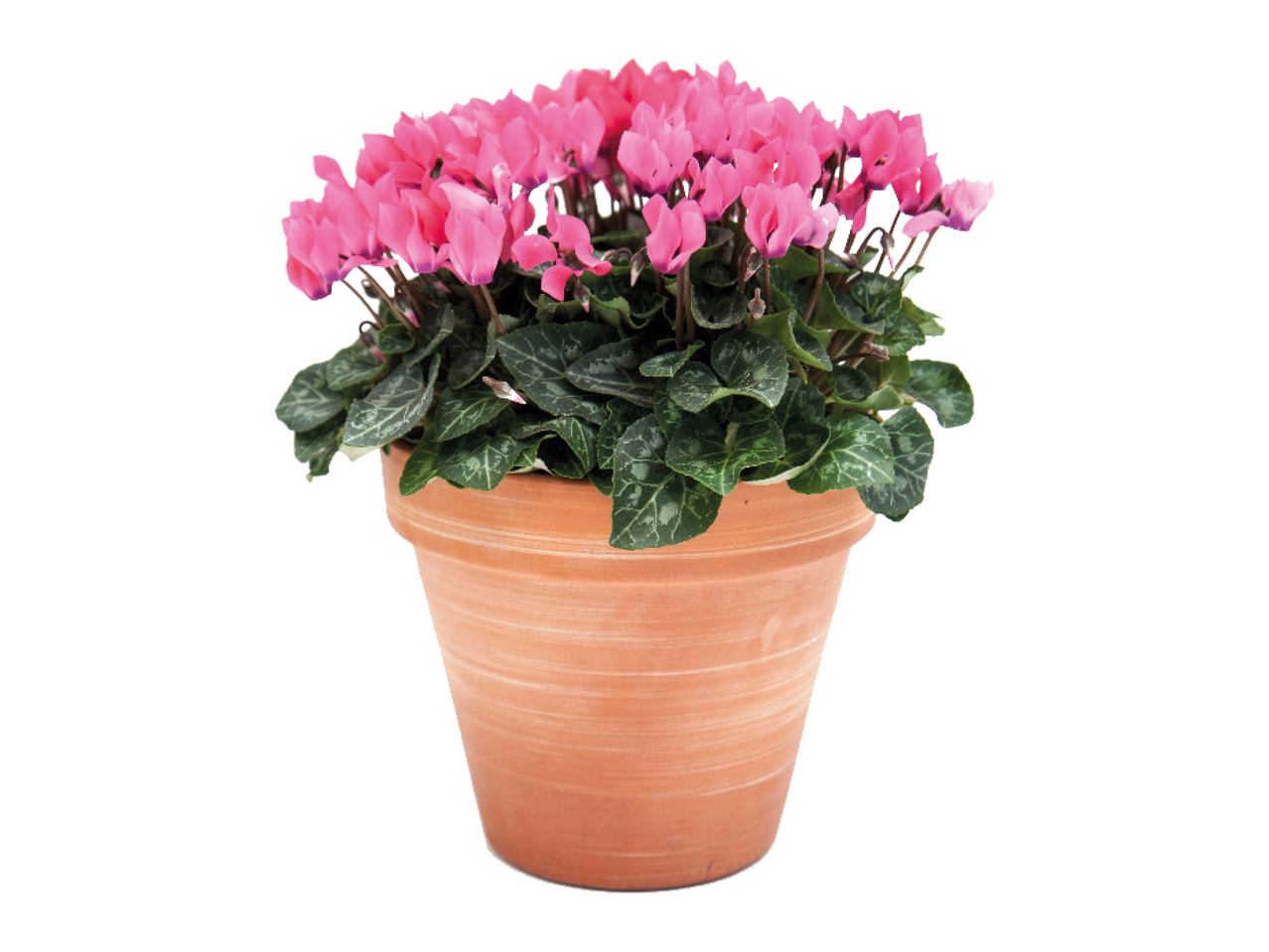 Cyclamen in Terracotta Pot1