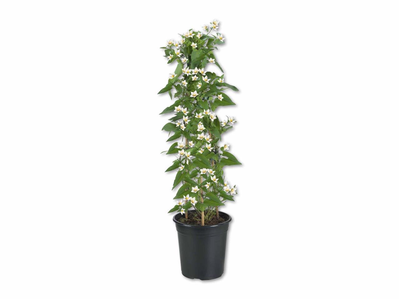 Morelle faux jasmin en colonne