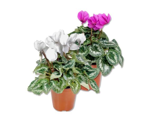 Cyclamen